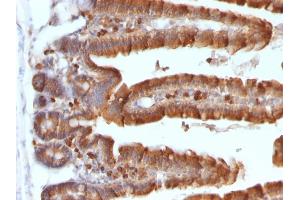 Formalin-fixed, paraffin-embedded Mouse Small Intestine stained with ODC1 MAb (ODC1/487) (ODC1 anticorps)