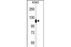 TRIM28 Antibody (N-term) (ABIN655811 and ABIN2845236) western blot analysis in K562 cell line lysates (35 μg/lane).