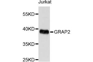 Western blot analysis of extracts of Jurkat cells, using GRAP2 antibody. (GRAP2 anticorps)