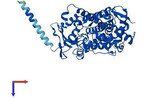 AlphaFold protein structure predicition of Human Recombinant CYP2E1 Protein, UniprotID P05181