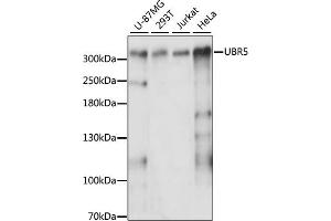 Western blot analysis of extracts of various cell lines, using UBR5 antibody (ABIN6130925, ABIN6149863, ABIN6149864 and ABIN6217944) at 1:3000 dilution.