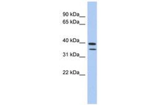 C4ORF23 anticorps  (AA 427-476)