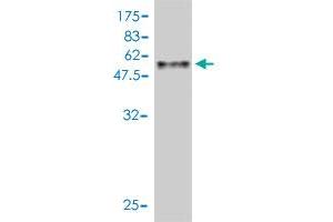 Western Blot detection against Immunogen (53. (ASB9 anticorps  (AA 1-252))