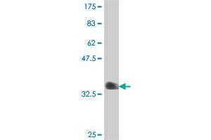 Western Blot detection against Immunogen (36.