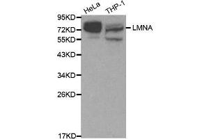 Western blot analysis of extracts of various cell lines, using Lamin A/C antibody.