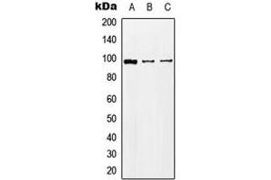 Western blot analysis of KA2 expression in HEK293T (A), Raw264. (GRIK5 anticorps  (C-Term))