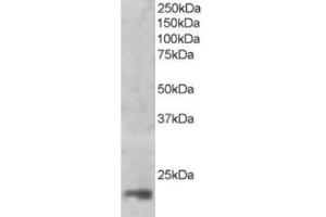 Western Blotting (WB) image for anti-Mago-Nashi Homolog (MAGOH) (C-Term) antibody (ABIN2465918) (MAGOH anticorps  (C-Term))