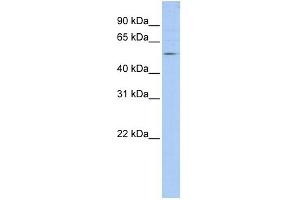WB Suggested Anti-TANK Antibody Titration:  0. (TANK anticorps  (N-Term))