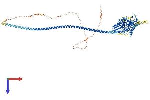 AlphaFold protein structure predicition of Mouse Recombinant Kifc1 Protein, UniprotID Q9QWT9