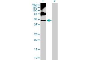 Western Blot analysis of ENO1 expression in transfected 293T cell line by ENO1 MaxPab polyclonal antibody. (ENO1 anticorps  (AA 1-434))