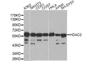 Western blot analysis of extracts of various cell lines, using HDAC2 antibody. (HDAC2 anticorps  (C-Term))