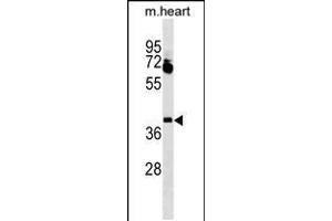Western blot analysis in mouse heart tissue lysates (35ug/lane). (Lbx1 anticorps  (AA 127-155))
