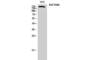 Western Blotting (WB) image for anti-AT Rich Interactive Domain 1B (SWI1-Like) (ARID1B) (Internal Region) antibody (ABIN3183468)