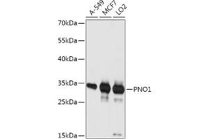 Western blot analysis of extracts of various cell lines, using PNO1 antibody (ABIN7269180) at 1:1000 dilution. (PNO1 anticorps  (AA 1-252))