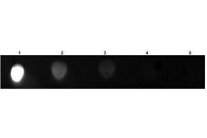 Dot Blot results of Rabbit Anti-Mouse IgG2a Antibody Fluorescein Conjugated. (Lapin anti-Souris IgG2a (Heavy Chain) Anticorps (FITC) - Preadsorbed)