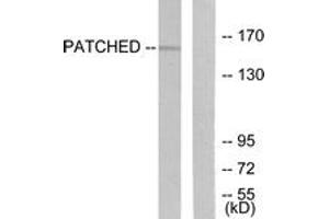 Western blot analysis of extracts from mouse muscle cells, using Patched Antibody. (Patched 1 anticorps  (AA 1-50))