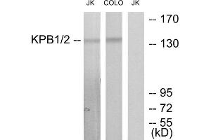 Western blot analysis of extracts from Jurkat cells and COLO205 cells, using KPB1/2 antibody. (KPB1/2 (N-Term) anticorps)