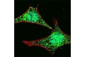 Fluorescent confocal image of HeLa cells stained with LGR-5 antibody at 1:100.