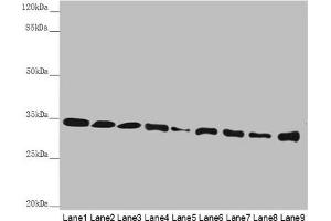 Western blot All lanes: HADH antibody at 2. (HADH anticorps  (AA 1-314))