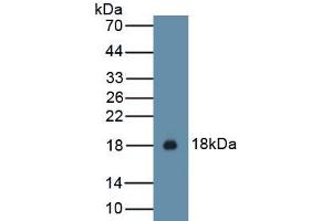 Detection of Recombinant IL15, Cavia using Polyclonal Antibody to Interleukin 15 (IL15) (IL-15 anticorps  (AA 67-187))