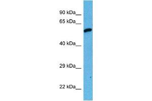 Host:  Mouse  Target Name:  DES  Sample Tissue:  Mouse Testis  Antibody Dilution:  1ug/ml