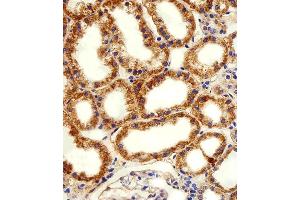 Immunohistochemical analysis of paraffin-embedded H. (ADRA1D anticorps  (N-Term))