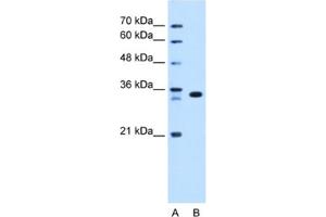 Western Blotting (WB) image for anti-Arginine-Fifty Homeobox (ARGFX) antibody (ABIN2463071) (ARGFX anticorps)