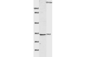 Mouse lung lysate probed with Anti CTLA4 Polyclonal Antibody, Unconjugated (ABIN1714514) at 1:200 overnight at 4 °C. (CTLA4 anticorps  (AA 75-170))