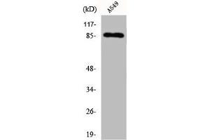 Western Blot analysis of A549 cells using Cadherin-7 Polyclonal Antibody (Cadherin 7 anticorps  (C-Term))