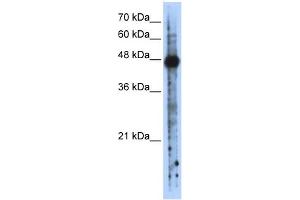WB Suggested Anti-RBMS2 Antibody Titration:  0. (RBMS2 anticorps  (N-Term))