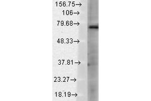 Western Blot analysis of Rat brain membrane lysate showing detection of TrpV3 protein using Mouse Anti-TrpV3 Monoclonal Antibody, Clone S15-39 . (TRPV3 anticorps  (AA 458-474) (APC))