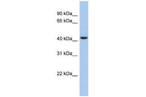 STOML3 antibody used at 1 ug/ml to detect target protein. (STOML3 anticorps)