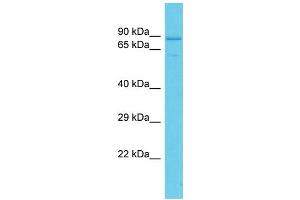 Host: Rabbit Target Name: PDZD4 Sample Type: HepG2 Whole Cell lysates Antibody Dilution: 1. (PDZD4 anticorps  (C-Term))