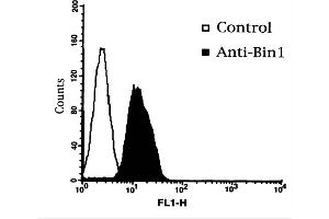 Flow Cytometry of Mouse Anti-BIN1 Antibody. (BIN1 anticorps)
