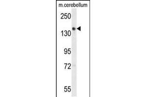 Western blot analysis of GLG1 Antibody (C-term) (ABIN653796 and ABIN2843078) in mouse cerebellum tissue lysates (35 μg/lane).