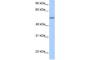 WB Suggested Anti-ZNF708 Antibody Titration:  0. (ZNF708 anticorps  (C-Term))