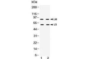 Western blot testing of human 1) HeLa and 2) K562 cell lysate with ADAM28 antibody at 0. (ADAM28 anticorps  (AA 207-248))