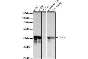 Western blot analysis of extracts of various cell lines, using TOR4A antibody (ABIN7270858) at 1:1000 dilution. (TOR4A anticorps)