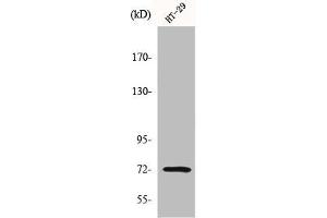 Western Blot analysis of HT29 cells using MMP-2 Polyclonal Antibody