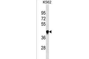 LILRA6 Antibody (Center) (ABIN1537859 and ABIN2838167) western blot analysis in K562 cell line lysates (35 μg/lane). (LILRA6 anticorps  (AA 142-169))