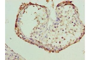 Immunohistochemistry of paraffin-embedded human testis tissue using ABIN7152907 at dilution of 1:100