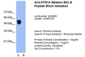 Host:  Rabbit  Target Name:  HTR1A  Sample Type:  Jurkat  Lane A:  Primary Antibody  Lane B:  Primary Antibody + Blocking Peptide  Primary Antibody Concentration:  1.