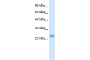 Western Blotting (WB) image for anti-Hairy and Enhancer of Split 7 (HES7) antibody (ABIN2460152) (HES7 anticorps)