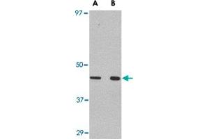 Western blot analysis of WNT10A in Raw 264. (WNT10A anticorps  (C-Term))