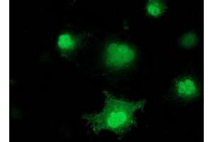 Anti-PNMT mouse monoclonal antibody (ABIN2454522) immunofluorescent staining of COS7 cells transiently transfected by pCMV6-ENTRY PNMT (RC206586). (PNMT anticorps)