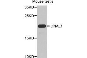 Western blot analysis of extracts of mouse testis, using DNAL1 antibody (ABIN5974658) at 1/1000 dilution. (DNAL1 anticorps)