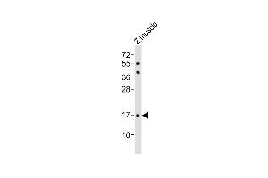 Anti-(DANRE) Eva1a Antibody (Center) at 1:1000 dilution + zebrafish muscle lysates Lysates/proteins at 20 μg per lane. (TMEM166 anticorps  (AA 104-137))