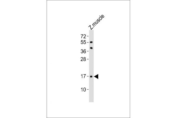 TMEM166 anticorps  (AA 104-137)