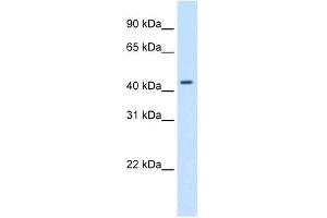 Western Blot showing SNAPC1 antibody used at a concentration of 1-2 ug/ml to detect its target protein. (SNAPC1 anticorps  (C-Term))