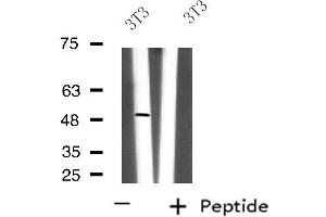 Western blot analysis of extracts from 3T3 cells using FNTB antibody. (FNTB anticorps  (Internal Region))